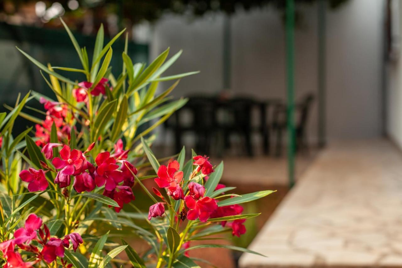 פאז'אנה Apartman Tanja מראה חיצוני תמונה